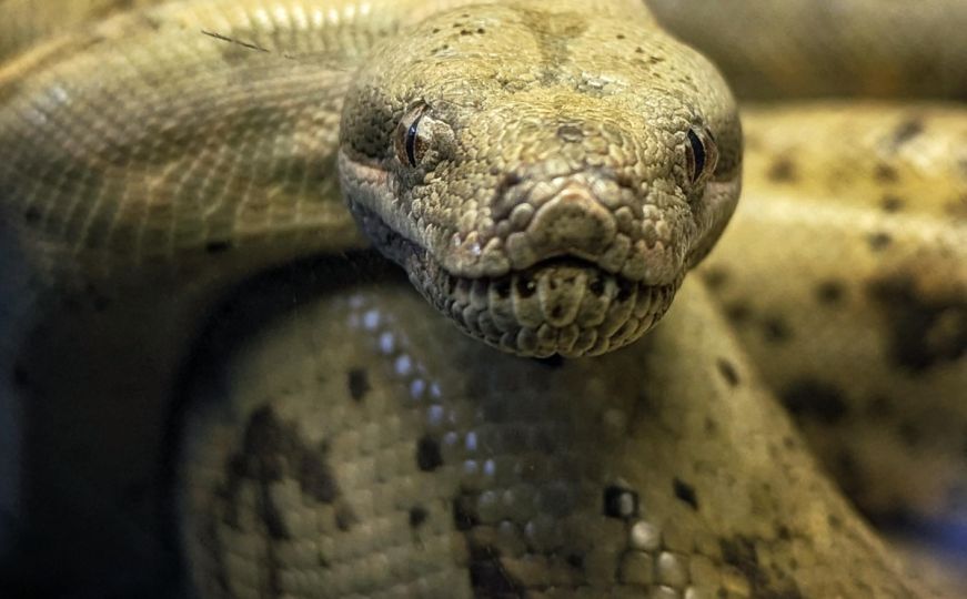 'Nismo vjerovali svojim očima: Uzgajam zmije 50 godina, ovo nikada nisam vidio'