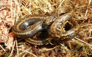 Zmije vam nastanjuju vrt? Ove tri biljke će riješiti taj problem