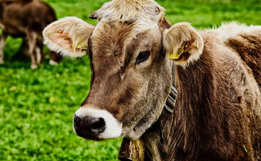 Ženu napalo stado krava: Podlegla od zadobivenih povreda