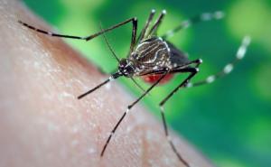 Ovo su najbolji načini za tjeranje komaraca: Primijenite ove stvari i riješite se dosadnih krvopija