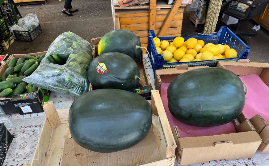 U bh. gradu počela berba lubenice za domaće tržište: Cijena bi mnoge mogla iznenaditi