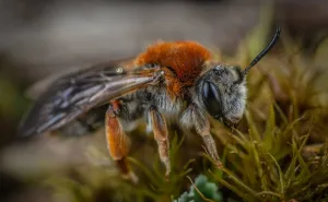 Stigla je sezona insekata: Šta preduzeti u slučaju alergijske reakcije na njihov ubod?