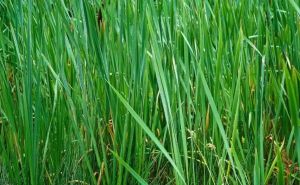 Testirajte fokus: Rijetki su oni koji mogu pronaći skakavca skrivenog u travi