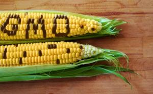 Veliki preokret: Europska unija dozvolila upotrebu genetski modifikovane vrste žitarice