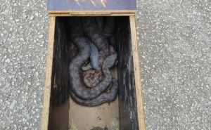 Četiri opasne zmije na vikendici u Hrvatskoj: Čovjek se uplašio, pa zvao zmijolovce da intervenišu