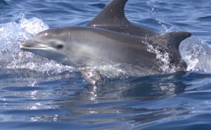 Predivan prizor: Delfini uočeni na Jadranskom moru, mnogi se divili njihovoj ljepoti