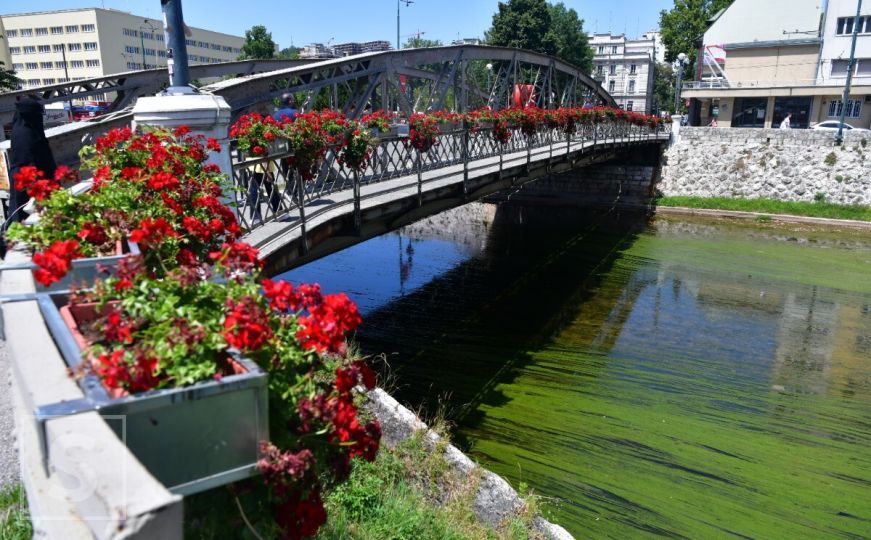 Ljetna slika Miljacke: Zelenilo i zagađenost u prvom planu, rijeka u kritičnom stanju