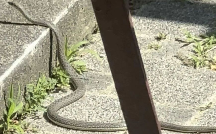 Splićanka izašla na balkon pa ugledala prizor koji ju je šokirao: "Bila je duga 2 metra..."