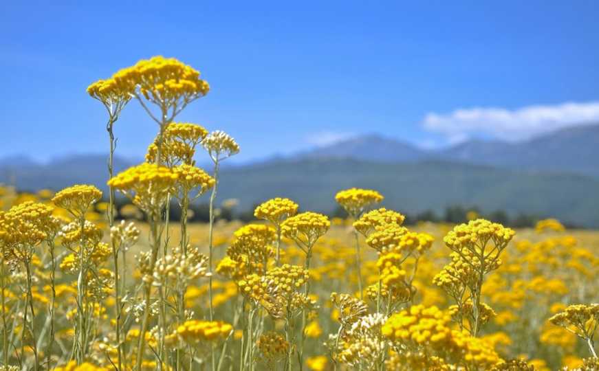 Priča o čudesnoj biljci koju zovu 'malo sunce': Čuva i ljepotu i zdravlje