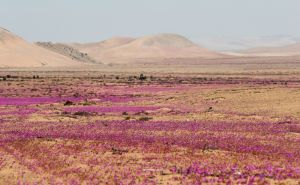 Atacamska pustinja, najsušnije mjesto na Zemlji, pretvara se u ružičasti cvjetni vrt
