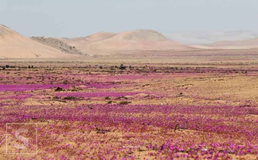Atacamska pustinja, najsušnije mjesto na Zemlji, pretvara se u ružičasti cvjetni vrt