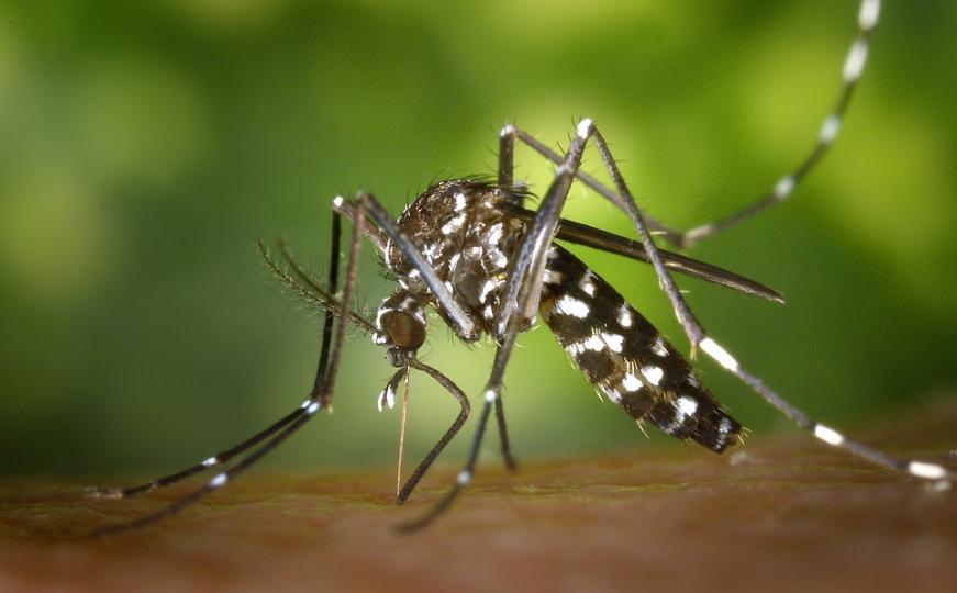 Imunologinja otkriva: 'Ovako treba tretirati ubod komarca, češanjem samo pogoršavate stvar'