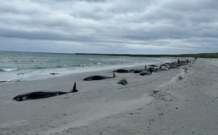 Strašni prizori: Na obali Škotske nasukalo se i uginulo 77 kitova