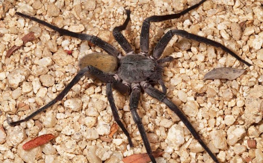 Otrovni pauk više puta ugrizao ženu u SAD-u: Posljedice su ozbiljne