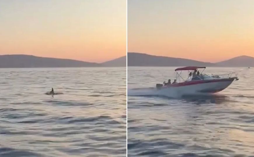 Uznemirujući snimak: Bahati vozač brodice glisirao pa pregazio delfina