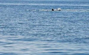 More u Istri užasnulo kupače: Stručnjaci objasnili o kojoj prirodnoj pojavi je riječ