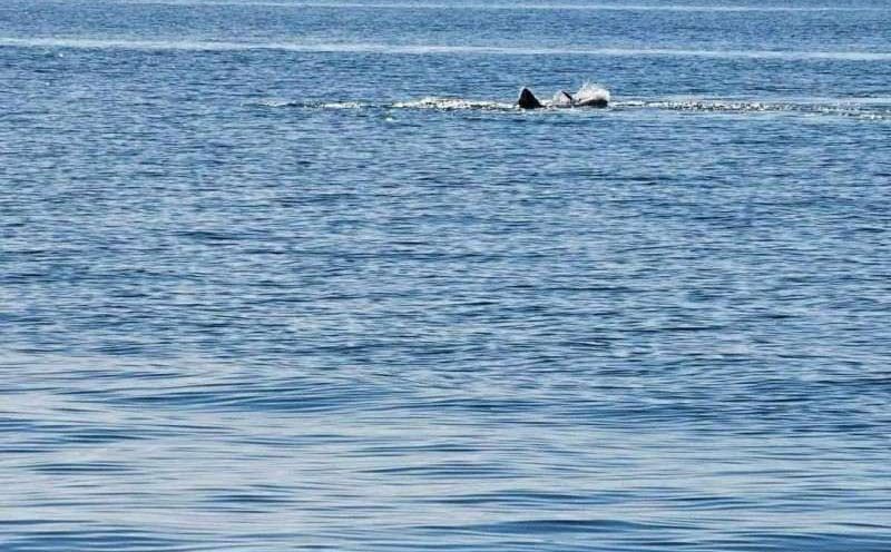 More u Istri užasnulo kupače: Stručnjaci objasnili o kojoj prirodnoj pojavi je riječ