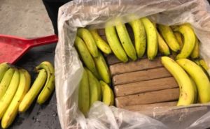 Ekvador: U pošiljci banana pronađena ogromna količina kokaina vrijedna 224 miliona dolara