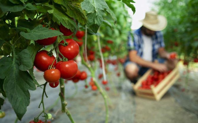 Ne bacajte obrezano lišće paradajza: Evo kako ga iskoristiti za vaš vrt