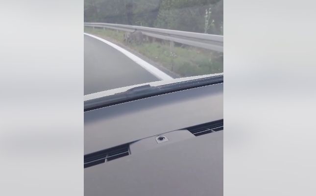 Vozači, budite oprezni: Divlje svinje snimljene na ulazu na autoput A1
