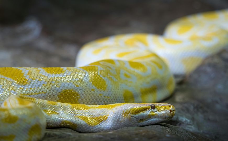 Crna Gora: Snimljena ogromna zmija koja se od vrućina spašava u javnoj česmi
