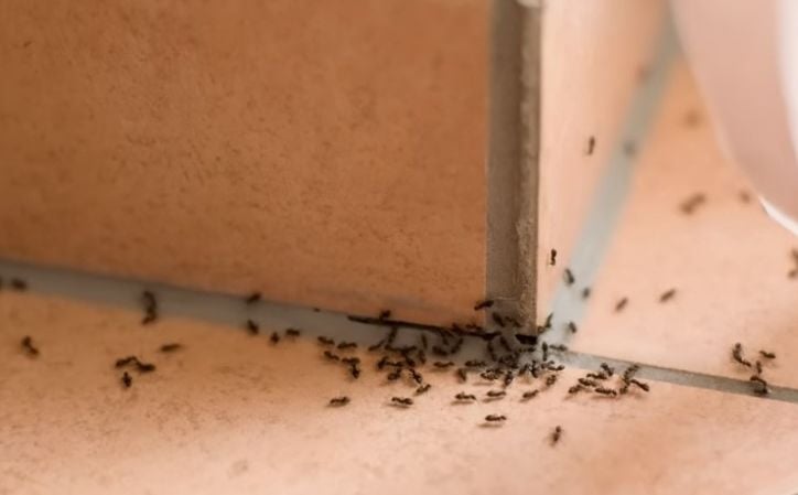 Tri sastojka koja će napokon otjerati uporne mrave iz vašeg doma: Riješite problem za pet minuta