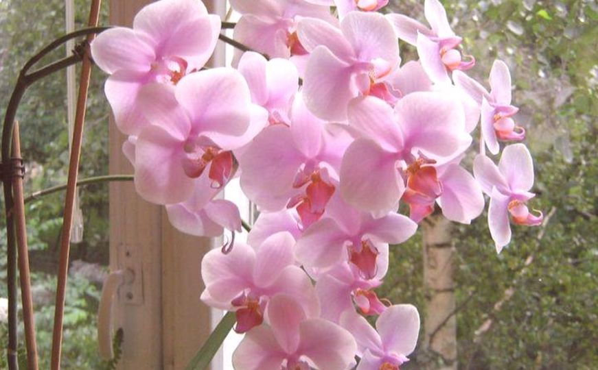 Cvijet koji ima moćnu simboliku: Šta držanje orhideje privlači u vašu kuću?
