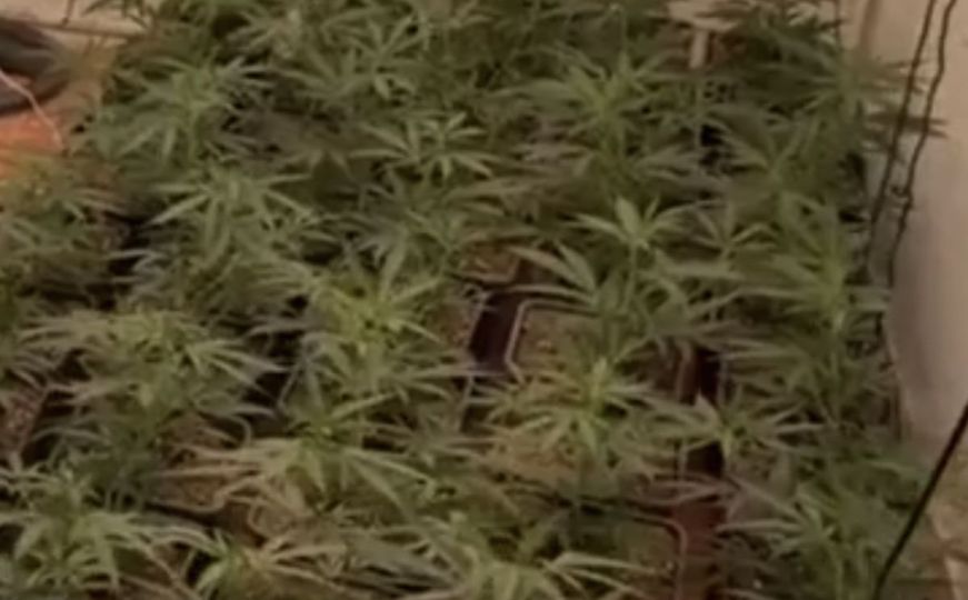 Velika akcija policije: U europskoj zemlji zaplijenjeno preko 1.000 stabljika marihuane