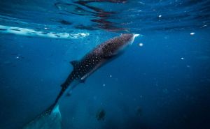 Tri vrste najvećih morskih pasa: Jedna vrsta je viđena u Jadranskom moru