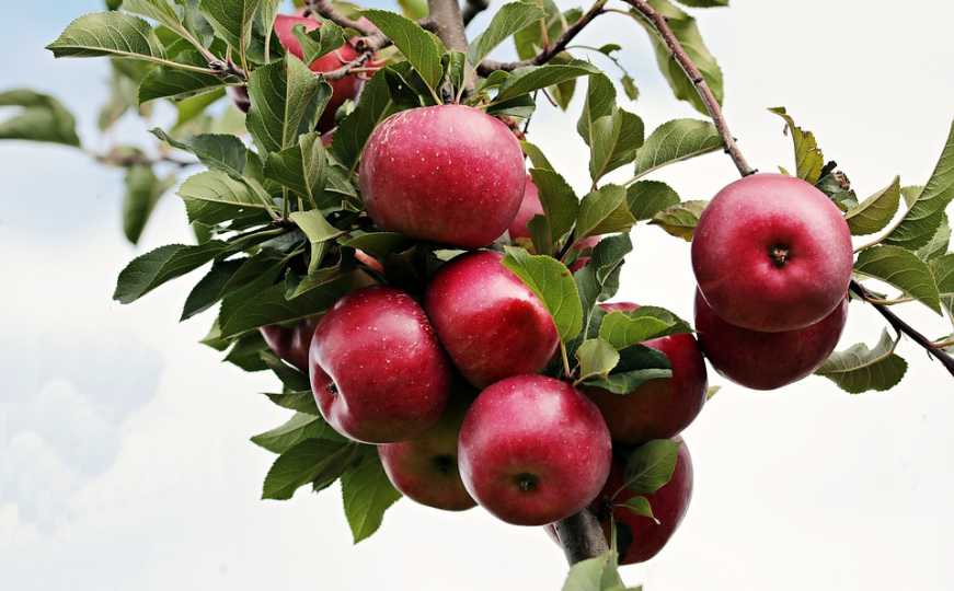 Da li plodovi uništavaju vaše stablo zbog svoje težine? Ovo možete uraditi da to zaustavite
