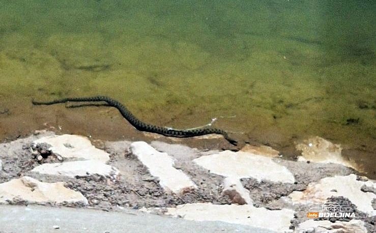 Vrućine natjerale čak i zmije u BiH da potraže osvježenje