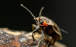 Sjećate se insekata koji su svijetlili u mraku? Sada im prijeti izumiranje
