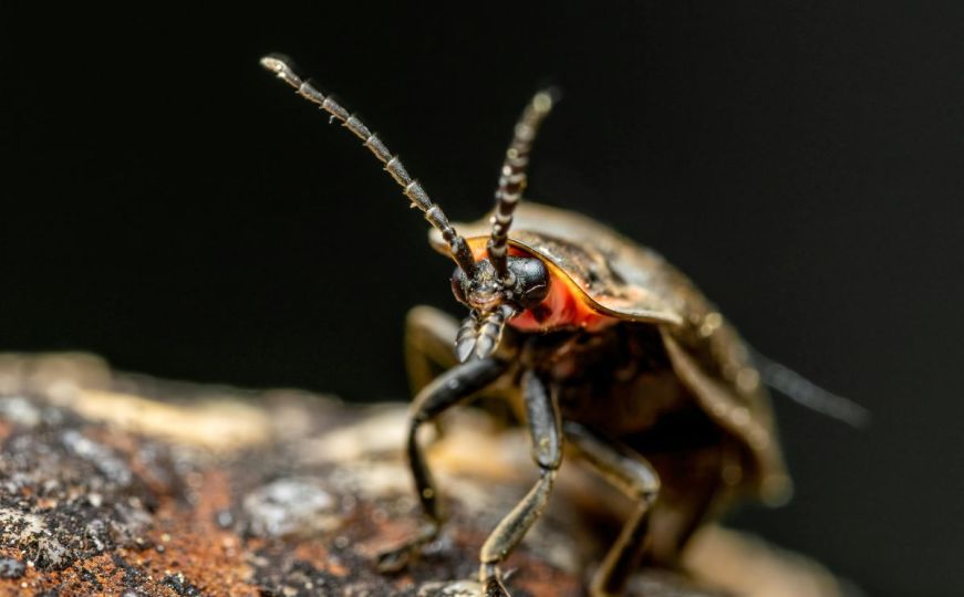 Sjećate se insekata koji su svijetlili u mraku? Sada im prijeti izumiranje