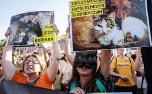 Turska usvojila zakon o uklanjanju pasa lutalica s ulica, opozicija se protivi