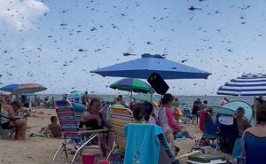 Neobičan prizor: Stotine kukaca preletjele iznad kupača na plaži, mnogi pobjegli