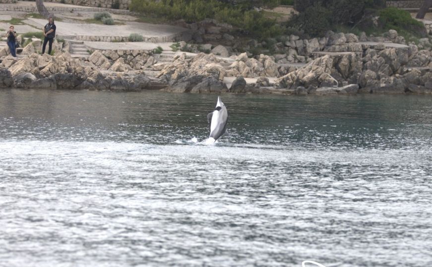 Upozorenje za plivače na Jadranu: Uočena ova vrsta delfina - evo zbog čega se ne treba približavati