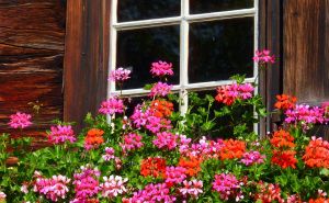 Cvijeće za ljetne vrućine: Sedam biljaka koje dobro podnose sunce