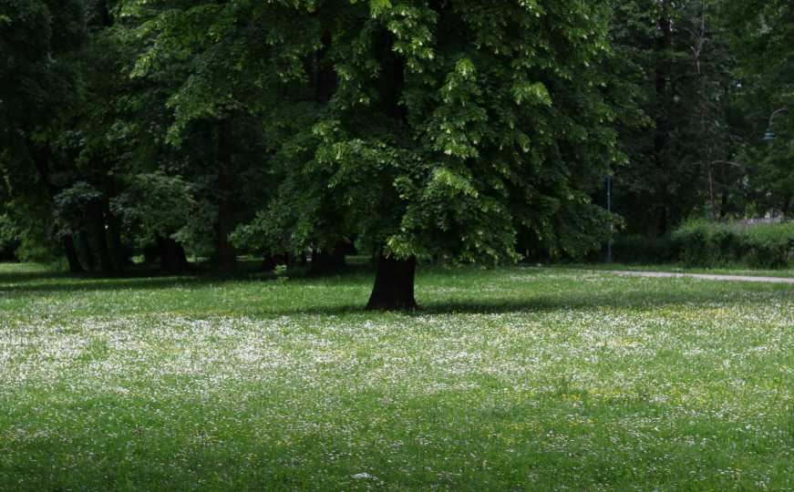 Previše ste zauzeti da bi kosili travu? Ova vrsta je kao stvorena za vas