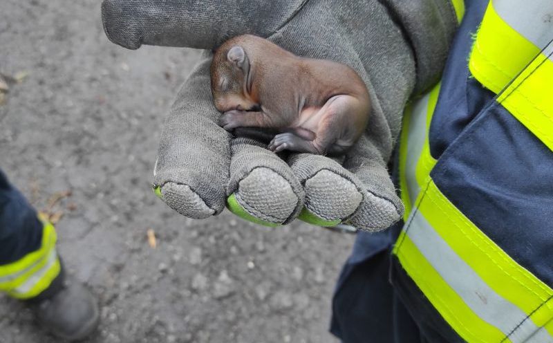 Ove fotografije morate vidjeti: Pogledajte koga su vatrogasci spasili tokom gašenja požara