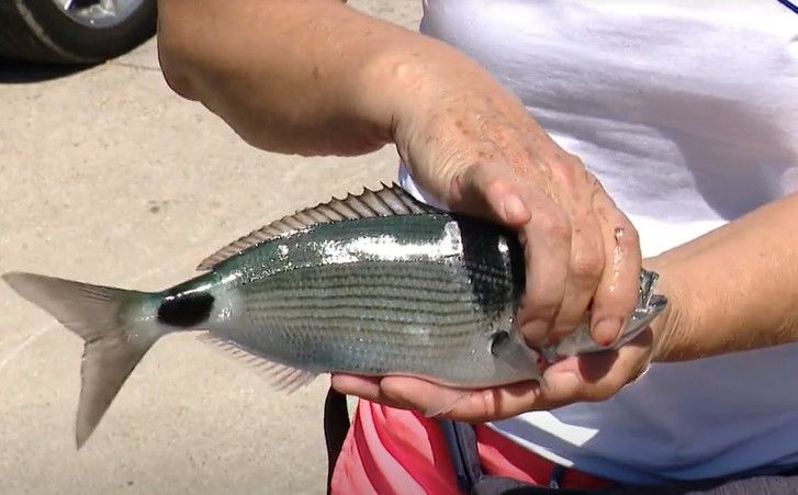 Ivicu ugrizla riba tokom plivanja u Hrvatskoj: Stručnjaci objasnili kad ne treba ulaziti u more