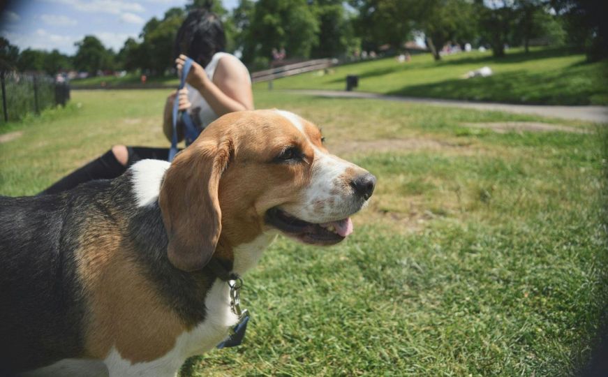 Koreanci strahuju da bi olimpijci mogli donijeti stjenice: Imaju posebno obučenog psa za ove insekte