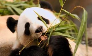 Nakon godina neuspješnih pokušaja: Panda Ying Ying je konačno postala mama, pogledajte njene bebe