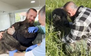 Herojski gest: Dobri ljudi iz BiH spasili šarplaninca koji je lutao ulicama