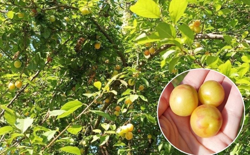 Ovo je najbolji sok i pekmez koji ćete ikad probati: Tajne jedne zaboravljene supernamirnice