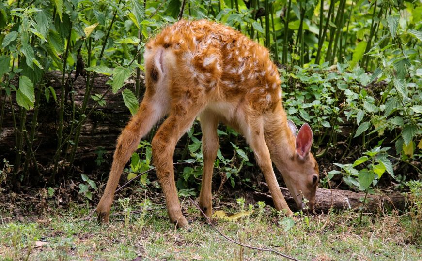 Požar bukti već deset dana: Vatrogasci spasili lane od vatrene stihije