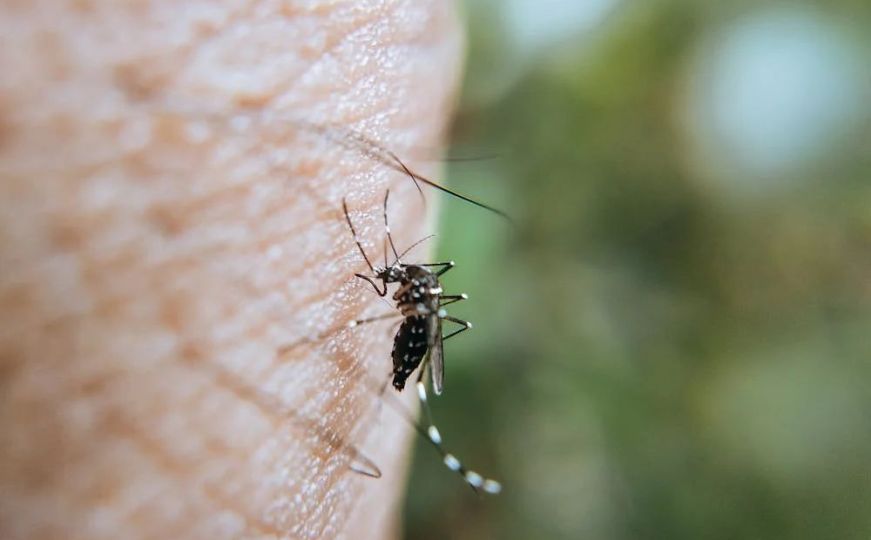 Znate li kako komarci pronalaze svoj plijen? Ovim se koriste kako bi vam zagorčali život