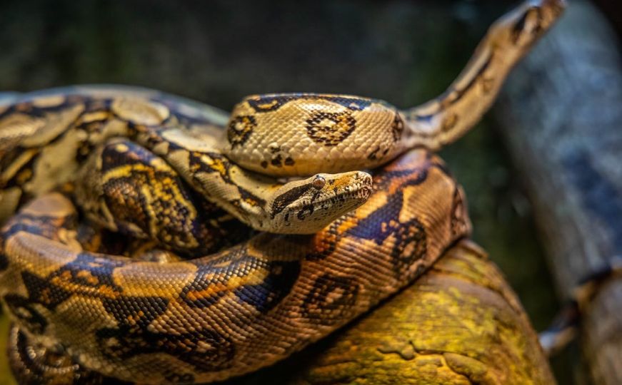 Ogromna zmija je napala dok je prala suđe: Nije mogla zvati pomoć