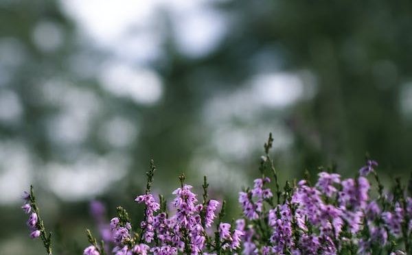 Biljka koja od zime pravi proljeće: Cvijet koji cijelu zimu uljepšava vaš balkon