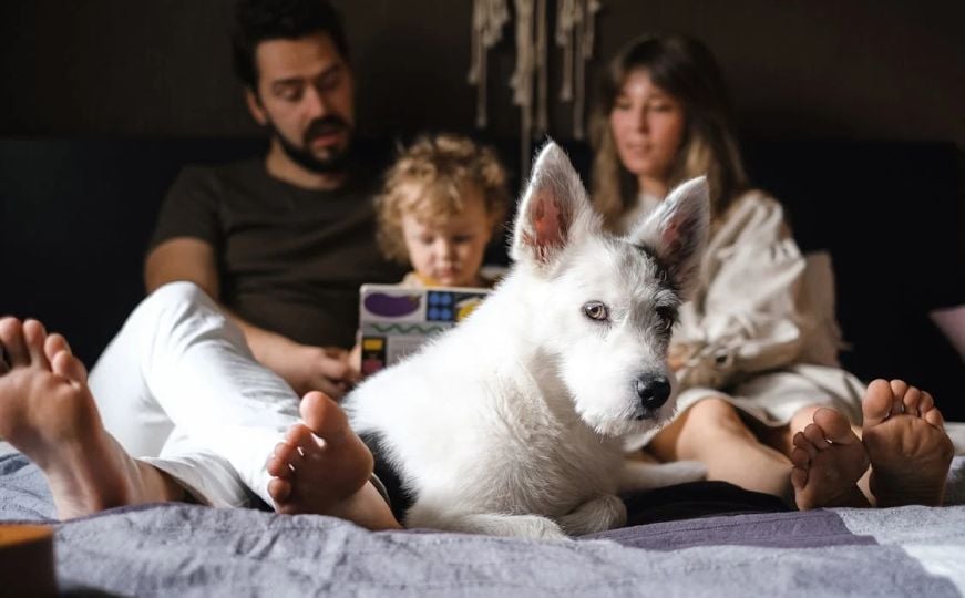 Ove tri pasmine nisu za porodicu sa djecom: Grizu i mogu ih povrijediti