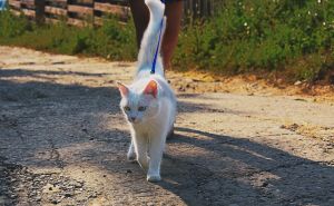 Da li mačku možemo šetati na povodcu kao psa? Veterinar odgovorio na pitanje